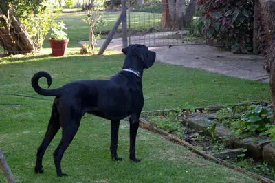 a black dog standing in the grass in a yard at Frieden-Hof Guest Accommodation in Penhill