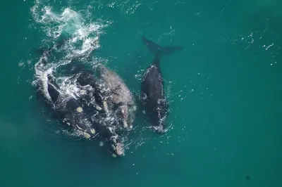 a couple of whales swimming in the water at Lavender Manor Guest Lodge in Hermanus