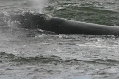 a whale swimming in the water at Lavender Manor Guest Lodge in Hermanus