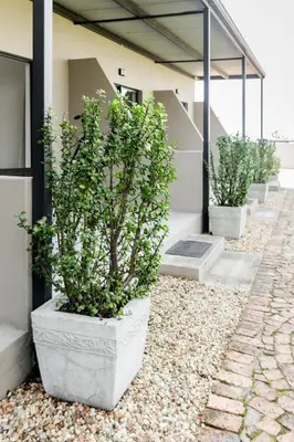 three potted plants sitting outside of a building at Bona Vista Self-Catering Accommodation in Klapmuts