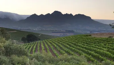 a field of green grapes on a hill with mountains at ASARA Wine Estate & Hotel in Stellenbosch