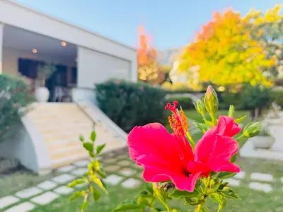 a pink flower in front of a house at Residence Vive la Vie in Franschhoek