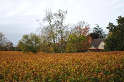 a soybean field with a house in the background at Belfield Wines and Farm Cottages in Grabouw