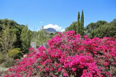 a bunch of pink flowers in a garden at Montrose Guesthouse in Somerset West