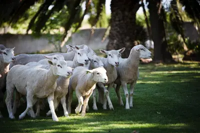 a herd of sheep standing in the grass at Doran Vineyards in Paarl