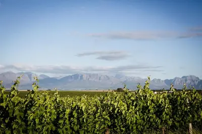 a field of vines with mountains in the background at Doran Vineyards in Paarl