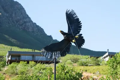 a bird flying in the air with its wings out at Big Sky Cottages in Wolseley