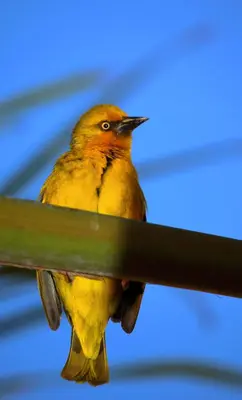 a yellow bird is sitting on a pole at Cinnamon House Bed & Breakfast in Cape Town