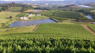 an aerial view of a vineyard and a river at Paul Wallace Wines & Cottages in Elgin