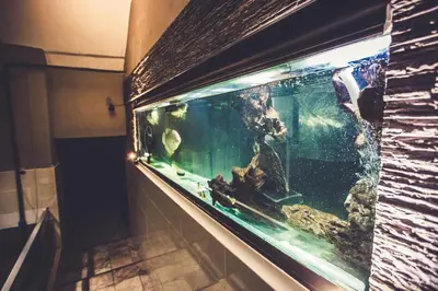 a large aquarium in a wall in a room at Hermanus Manor in Hermanus