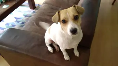 a brown and white dog sitting on a chair at Edelweiss Bed & Breakfast in Stellenbosch