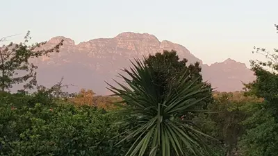 a palm tree with a mountain in the background at Edelweiss Bed & Breakfast in Stellenbosch