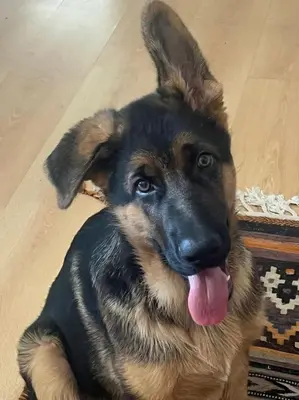 a dog laying on the floor with its tongue out at Edelweiss Bed & Breakfast in Stellenbosch