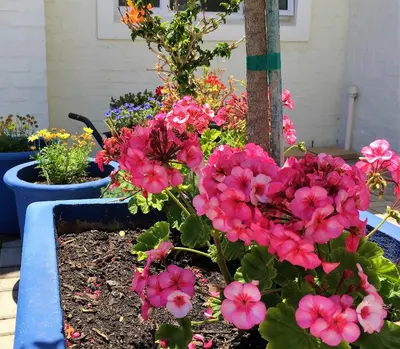 a bunch of pink flowers in a garden at The Gables Hermanus in Hermanus