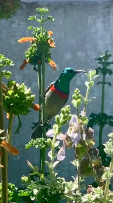 a colorful bird perched on a plant with flowers at Tuckaway in Somerset West