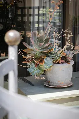a plant in a pot sitting on a table at 5 Konings Guesthouse in Paarl