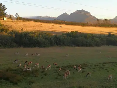 a group of gazelles grazing in a field at Wildlife Retreat on a Wine-Farm in Stellenbosch