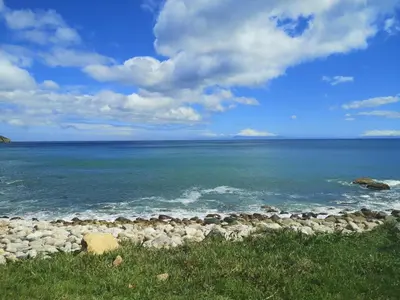 a flock of sheep on the shore of the ocean at Da Capo in Bettyʼs Bay