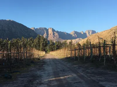 a dirt road with trees and mountains in the background at White Bridge Farm Accommodation in Wolseley