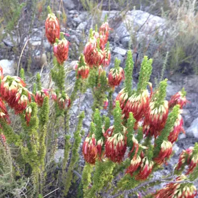 a group of red flowers on the side of a field at White Bridge Farm Accommodation in Wolseley