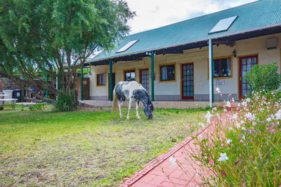 a horse grazing in the grass in front of a building at Kingfisher Hollow in Gordonʼs Bay