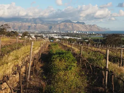 a vineyard in cape town with mountains in the background at Swallow's Nest in Somerset West