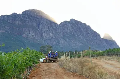 a group of people sitting on a truck on a dirt road at Muratie Wine Estate in Stellenbosch