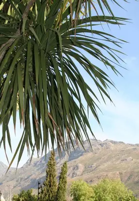 a palm tree with mountains in the background at Keren's Vine Guesthouse in Stellenbosch