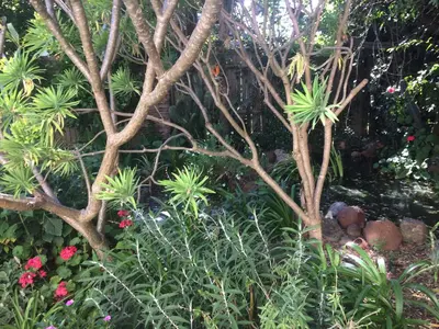 a garden with plants and trees and flowers at Olive Tree Garden apartment 1 in Cape Town