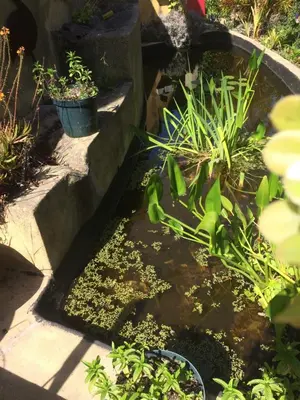 a small pond with plants in a garden at Olive Tree Garden apartment 1 in Cape Town