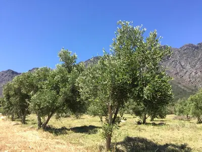 a row of trees in a field with mountains in the background at Olive Cottage in Franschhoek