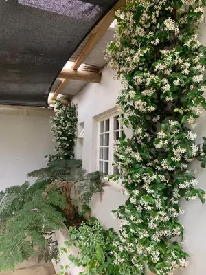 a plant with white flowers on the side of a building at Shabach Farm in Hartebeest Rivier