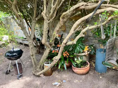 a group of plants in pots next to a tree at Lemontree in Hermanus