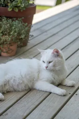 a white cat laying on a wooden table at 29 Earlibelle in Stellenbosch