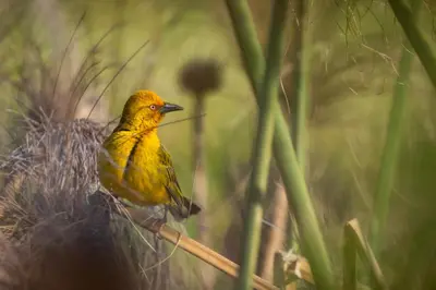 a yellow bird sitting on a stick in the grass at Devonvale Golf & Wine Estate in Stellenbosch