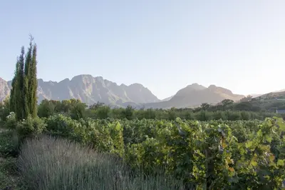 a field of crops with mountains in the background at La Clé Lodge in Franschhoek
