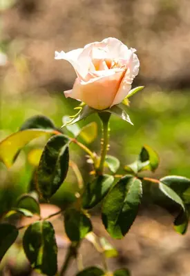a pink rose is growing on a plant at Rouana Guest Farm in Stellenbosch