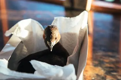 a bird is sitting in a paper bag at The Log Collective in Stellenbosch