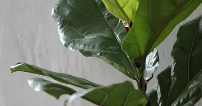 a green plant with large green leaves in a vase at Mount Grace Country House in Greyton