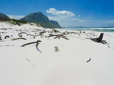 a flock of birds sitting on a beach at Sky house on Clarens in Bettyʼs Bay