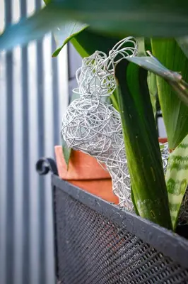 a plant in a pot with somewrap at Olive tree private rooms in Stellenbosch- No Load Shedding in Stellenbosch
