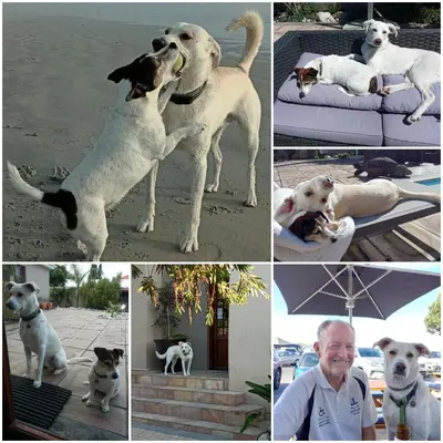 a collage of pictures of dogs and a man at La Roche Guest House in Cape Town