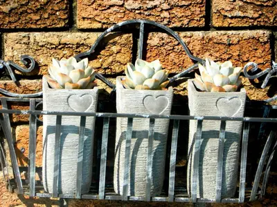 three plants in baskets hanging on a brick wall at Cape Goodness in Bellville