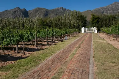 a brick road in a vineyard with trees and mountains at La Galiniere Guest Cottages in Franschhoek