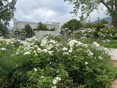 a field of white flowers in a garden at Camberley Wines - Luxury Accommodation in Stellenbosch