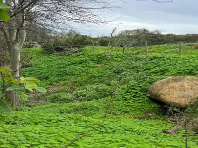 a field filled with green plants and a rock at Picardie Guest Farm in Paarl