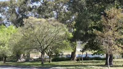 a group of trees in a park with a road at Daisy Place in Franschhoek
