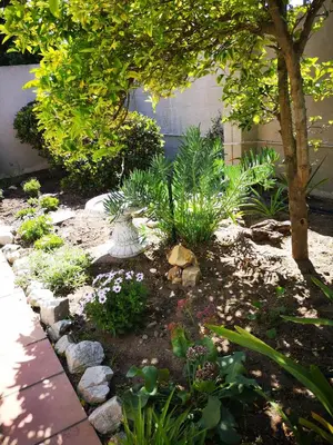 a garden with plants and a tree and a sidewalk at On Cloud 9 in Hermanus