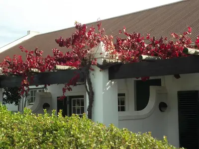 a tree with red leaves in front of a house at Eikendal Lodge in Stellenbosch