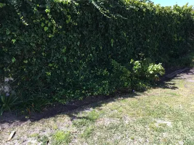 a hedge with green plants in a yard at 18 Patrys Crescent in Hermanus